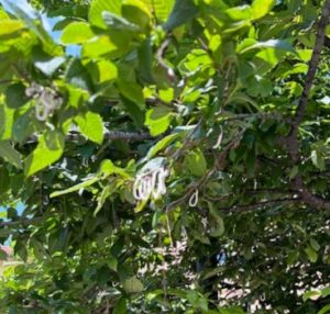 AVVISO TAKAHASHIA JAPONICA – Cocciniglia dai filamenti cotonosi